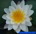 Lilia wodna Marliacea Albida