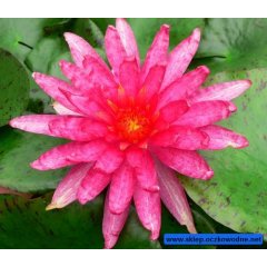  Lilia wodna Red Spider