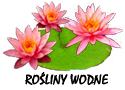 rośliny wodne