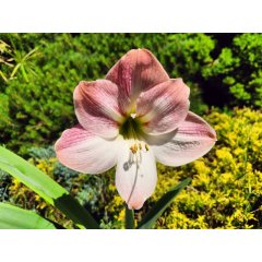 Hipeastrum Apple Blossom