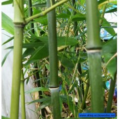 Bambus zimotrwały