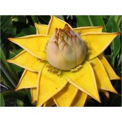 Bananowiec Musella lasiocarpa