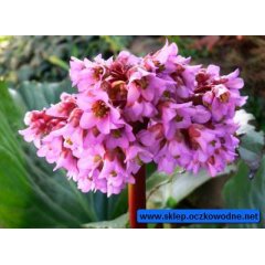 Bergenia sercolistna