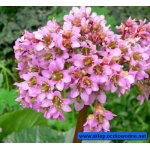 bergenia-sercolistna_889.jpg