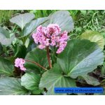 bergenia-sercolistna_890.jpg