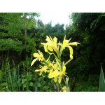 canna-glauca-ra_2157.jpg