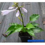 funkia-invincible_1135.jpg