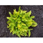 funkia-lemon-lime_1889.jpg