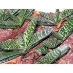 gasteria_1680.jpg