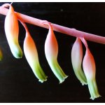 gasteria_1681.jpg