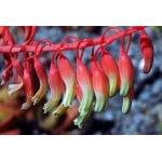 gasteria_1788.jpg