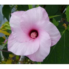 Hibiskus bagienny sadzonka