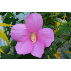 Hibiskus bagienny