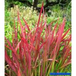 imperata-cylindrica-red_321.jpg