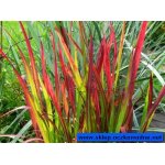 imperata-cylindrica-red_322.jpg