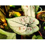 kaladium-strawberry-star_2050.jpg