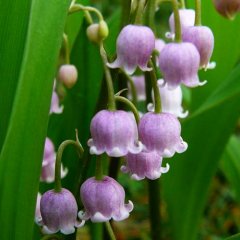  Konwalia majowa Rosea