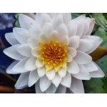 lilia-wodna-almost-white_2338.jpg