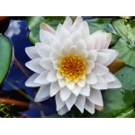 lilia-wodna-almost-white_2339.jpg