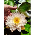 lilia-wodna-almost-white_2341.jpg