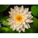 lilia-wodna-almost-white_2342.jpg