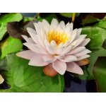 lilia-wodna-almost-white_2343.jpg