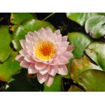 lilia-wodna-almost-white_2344.jpg