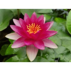 Lilia wodna Conqueror