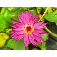 Lilia wodna Miami Rose