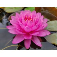 Lilia wodna Miss Polonia