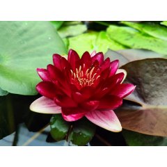 Lilia wodna Perry\'s Deepest Red