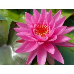 Lilia wodna Perry\'s Magnificent