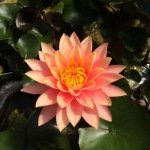lilia-wodna-perry-s-orange-sun_2376.jpg