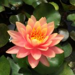 lilia-wodna-perry-s-orange-sun_2377.jpg