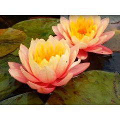 Lilia wodna Perry’s Orange Sunset
