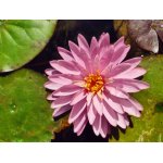 lilia-wodna-pinkonstacy_2566.jpg