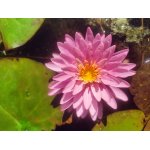 lilia-wodna-pinkonstacy_2568.jpg
