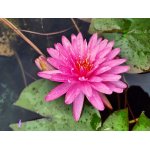 lilia-wodna-pinkonstacy_2569.jpg