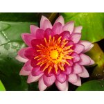 lilia-wodna-pinky-winky_2345.jpg