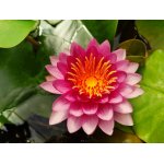 lilia-wodna-pinky-winky_2346.jpg