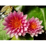 lilia-wodna-pinky-winky_2347.jpg