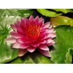 lilia-wodna-pinky-winky_2348.jpg