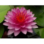 lilia-wodna-pinky-winky_2358.jpg