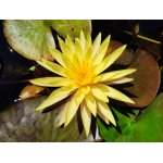 lilia-wodna-pinwaree_2264.jpg