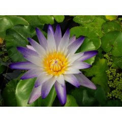 Lilia wodna Purple Joy