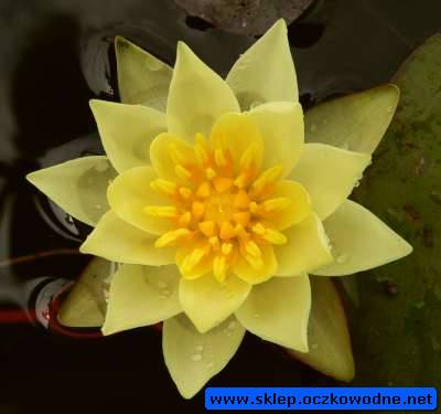 lilia-wodna-pygmaea-helv_509.jpg