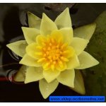 lilia-wodna-pygmaea-helv_509.jpg