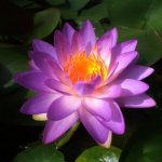 lilia-wodna-siam-purple-1_2004.jpg