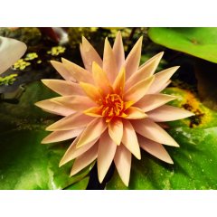 Lilia wodna Sunny Explosion