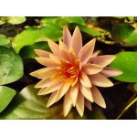lilia-wodna-sunny-explosion_2533.jpg